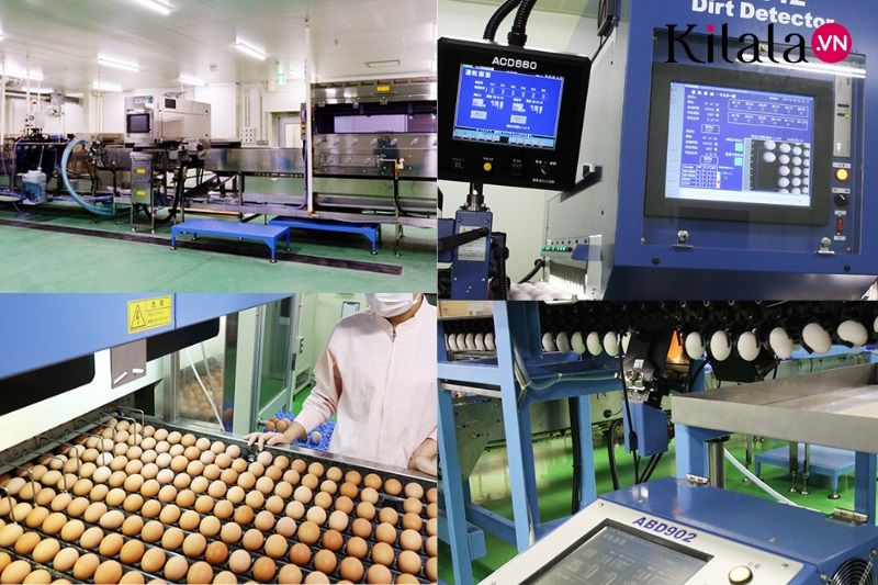 quy trình sản xuất trứng gà ở nhật quy trình sản xuất trứng gà ở nhật